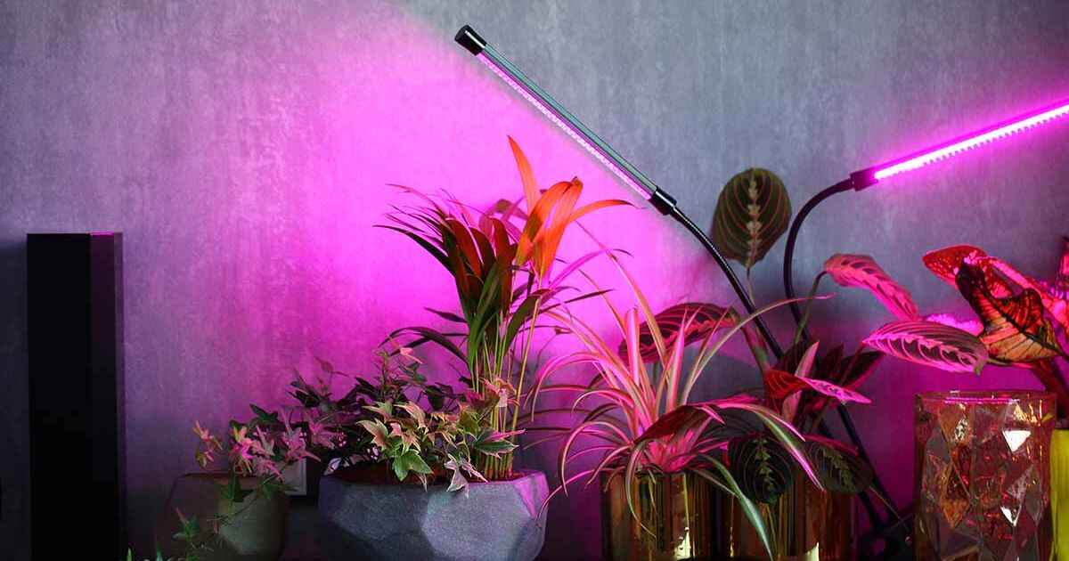 Optimal Lighting Setup for Indoor Plant Growth