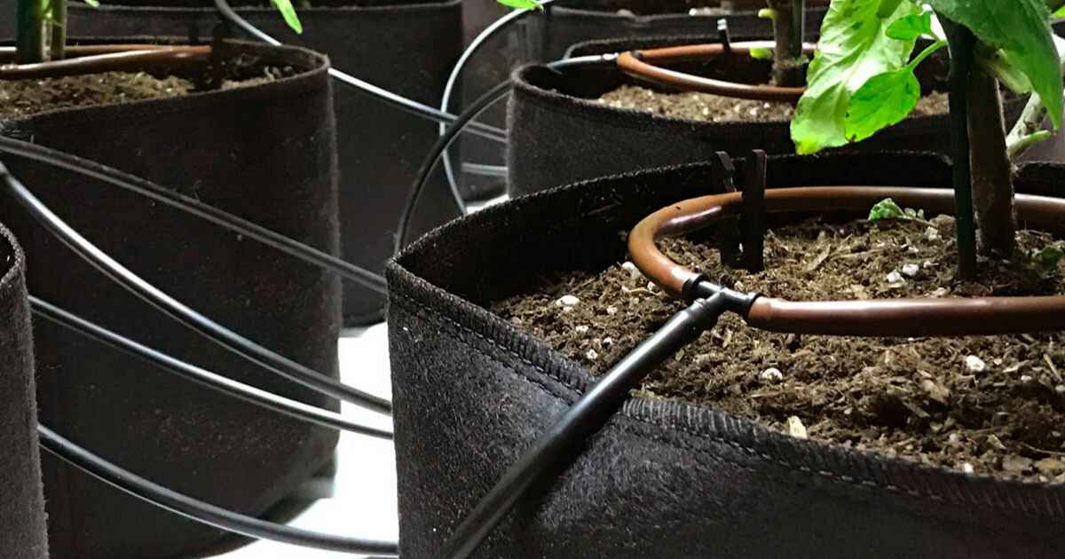 Setting Up an Efficient Watering and Nutrient Delivery System