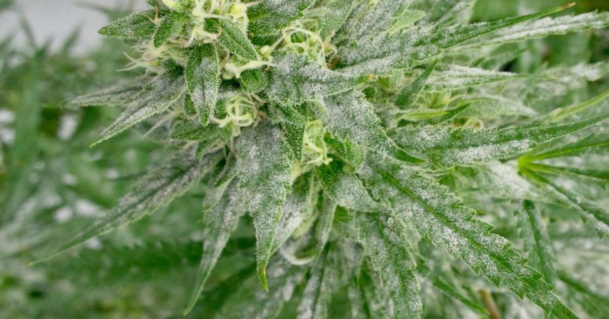 How To Clean Grow Tent After Powdery Mildew?